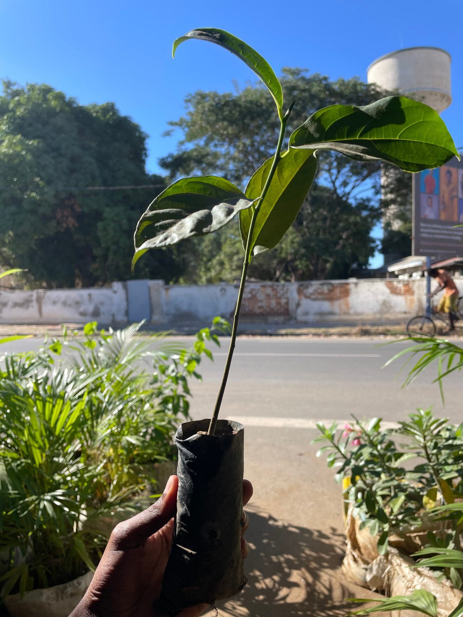 Fruit tree sapling in its nursery bag, held up in a street of Madagascar