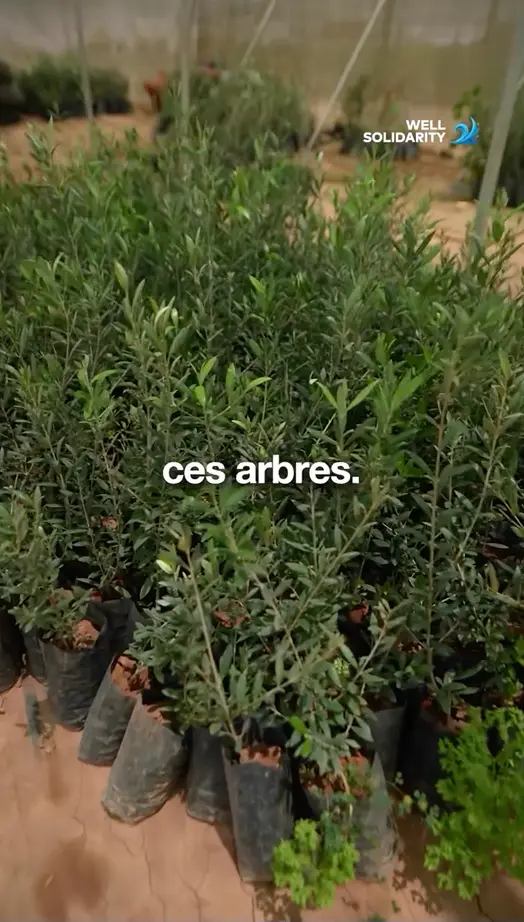 Young trees in pots in a nursery.