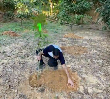 Fruit tree planted by Well & Trees in Madagascar