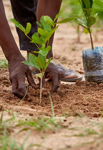 Hands planting a fruit tree sapling in red soil in Madagascar