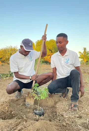 Two Well & Trees team members planting a sapling in Madagascar at sunset