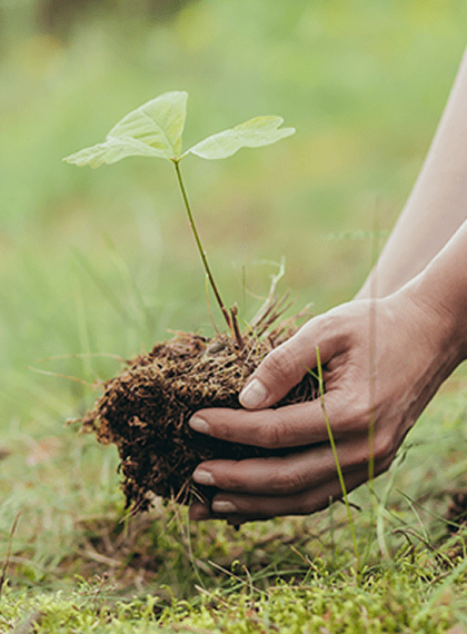 Hand holding a young seedling in the soil.
