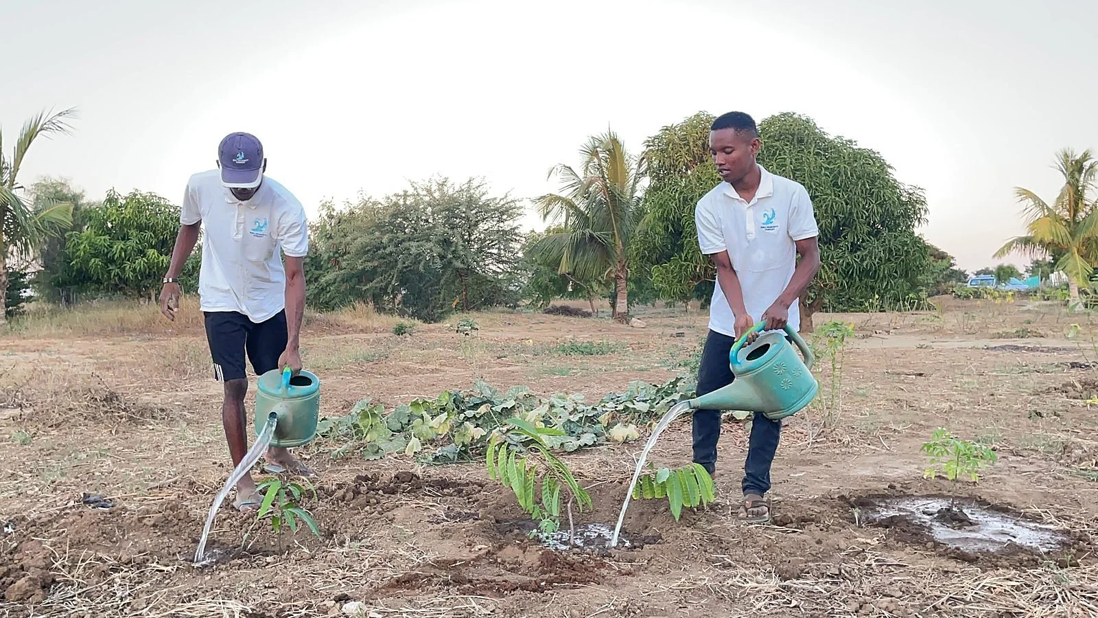 Two Well & Trees team members watering young trees in a field in Madagascar